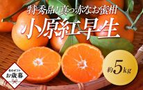 【お歳暮ギフト】特秀品！真っ赤なお蜜柑「小原紅早生」約5kg