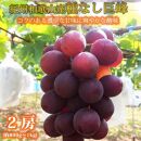 紀州和歌山産 の種なし巨峰ぶどう2房（約800g〜1kg）【UT121】