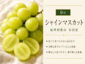 【8・9・12月&nbsp;全3回】紀州和歌山産旬のフルーツセット（巨峰・シャインマスカット・みかん）&nbsp;定期便