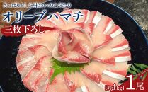 オリーブハマチ1尾三枚下ろし 約4kg