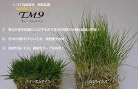 【先行予約】芝生(省管理型コウライ芝　TM9ティーエムナイン)10束セット※10平米分