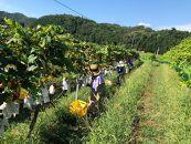 【びんご圏域連携】せらワイナリー・山野峡大田ワイナリー・瀬戸内醸造所　ワイン飲み比べセット