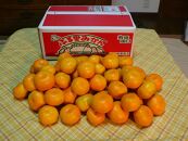 有田みかん&nbsp;5kg&nbsp;森崎農園「ふる里みかん」【2024年12月初旬より順次発送】ありだみかん