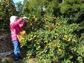 有田みかん&nbsp;5kg&nbsp;森崎農園「ふる里みかん」【2024年12月初旬より順次発送】ありだみかん