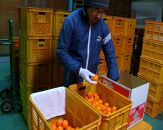 有田みかん&nbsp;5kg&nbsp;森崎農園「ふる里みかん」【2024年12月初旬より順次発送】ありだみかん