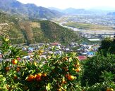 有田みかん&nbsp;5kg&nbsp;森崎農園「ふる里みかん」【2024年12月初旬より順次発送】ありだみかん