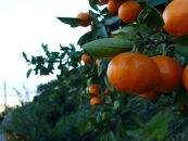 有田みかん&nbsp;5kg&nbsp;森崎農園「ふる里みかん」【2024年12月初旬より順次発送】ありだみかん