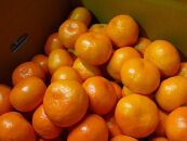 有田みかん&nbsp;5kg&nbsp;森崎農園「ふる里みかん」【2024年12月初旬より順次発送】ありだみかん