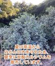 有田みかん 10kg 森崎農園「ふる里みかん」【2024年12月初旬より順次発送】ありだみかん