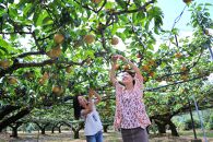 【びんご圏域連携】〈予約受付〉地元太鼓判フルーツ便（世羅なし・沼隈ぶどう・竹原キャンベル）