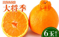 老舗青果店の贈答用  大将季 6玉以上