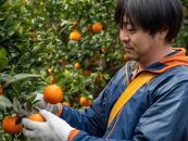 【先行予約／100箱限定】大山果樹園厳選　贈答用 屋久島たんかん 5kg＜秀品Mサイズ＞