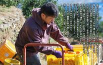 みかん 山から直送 箱込 約1kg(内容量約 0.9kg) サイズミックス 和歌山県産 産地直送 家庭用［2025年11月中旬より2026年1月中旬頃順次出荷予定］［みかんの会］みかん 果物 みかん フルーツ みかん 和歌山 みかん 柑橘類 みかん 和歌山県産 みかん 有田 みかん
