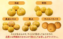 みかん 山から直送 箱込 約1kg(内容量約 0.9kg) サイズミックス 和歌山県産 産地直送 家庭用［2025年11月中旬より2026年1月中旬頃順次出荷予定］［みかんの会］みかん 果物 みかん フルーツ みかん 和歌山 みかん 柑橘類 みかん 和歌山県産 みかん 有田 みかん