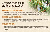 みかん 山から直送 箱込 約1kg(内容量約 0.9kg) サイズミックス 和歌山県産 産地直送 家庭用［2025年11月中旬より2026年1月中旬頃順次出荷予定］［みかんの会］みかん 果物 みかん フルーツ みかん 和歌山 みかん 柑橘類 みかん 和歌山県産 みかん 有田 みかん