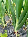 岡山市産&nbsp;赤紫玉ねぎ3kg(サイズ混合)栽培期間中農薬・除草剤不使用自然の力健康野菜
