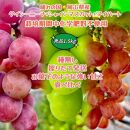 ぶどう2026年&nbsp;&nbsp;クイーンニーナ&nbsp;シャインマスカット&nbsp;マイハート&nbsp;秀品&nbsp;粒だけ&nbsp;約1.5kg&nbsp;農林大臣賞受賞&nbsp;岡山&nbsp;国産&nbsp;果物&nbsp;フルーツ&nbsp;食べ比べ&nbsp;2026年8月中旬から発送