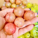 ぶどう2026年&nbsp;&nbsp;クイーンニーナ&nbsp;シャインマスカット&nbsp;マイハート&nbsp;秀品&nbsp;粒だけ&nbsp;約1.5kg&nbsp;農林大臣賞受賞&nbsp;岡山&nbsp;国産&nbsp;果物&nbsp;フルーツ&nbsp;食べ比べ&nbsp;2026年8月中旬から発送