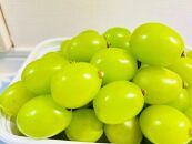 ぶどう2026年&nbsp;&nbsp;クイーンニーナ&nbsp;シャインマスカット&nbsp;マイハート&nbsp;秀品&nbsp;粒だけ&nbsp;約1.5kg&nbsp;農林大臣賞受賞&nbsp;岡山&nbsp;国産&nbsp;果物&nbsp;フルーツ&nbsp;食べ比べ&nbsp;2026年8月中旬から発送