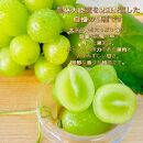 ぶどう2026年&nbsp;&nbsp;クイーンニーナ&nbsp;シャインマスカット&nbsp;マイハート&nbsp;秀品&nbsp;粒だけ&nbsp;約1.5kg&nbsp;農林大臣賞受賞&nbsp;岡山&nbsp;国産&nbsp;果物&nbsp;フルーツ&nbsp;食べ比べ&nbsp;2026年8月中旬から発送