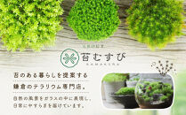 《苔テラリウム・コケリウム》地蔵S_山水図　シリンダーM