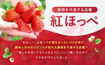 【冷凍】 いちごスムージー（紅ほっぺ）300g×6個  苺 フルーツ