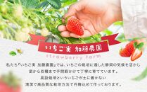 【冷凍】 いちごスムージー（紅ほっぺ）300g×6個  苺 フルーツ