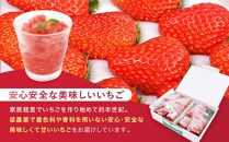【冷凍】 いちごスムージー（紅ほっぺ）300g×6個  苺 フルーツ