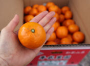 農家直送！有田みかん（2kg Sサイズ 秀品）平武農園　～蛍飛ぶ町から旬の便り～