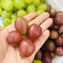 ぶどう&nbsp;2026年&nbsp;&nbsp;マイハート&nbsp;秀品&nbsp;粒だけ&nbsp;約2kg&nbsp;岡山&nbsp;国産&nbsp;果物&nbsp;フルーツ&nbsp;&nbsp;2026年8月中旬から発送