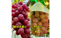 ぶどう&nbsp;2026年&nbsp;&nbsp;マイハート&nbsp;秀品&nbsp;粒だけ&nbsp;約2kg&nbsp;岡山&nbsp;国産&nbsp;果物&nbsp;フルーツ&nbsp;&nbsp;2026年8月中旬から発送