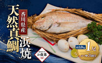 【お歳暮ギフト】天然真鯛の浜焼　１尾（4～5人前）