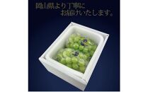 [HS]ぶどう 2025年 先行予約 9月・10月発送 最高級品シャイン マスカット 晴王 2房 〈合計約1.2kg〉【ブドウ 葡萄  岡山県産 船穂産 フルーツ 果物 ギフト】