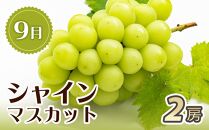 【8・9・12月&nbsp;全3回&nbsp;定期便&nbsp;】紀州和歌山産旬のフルーツセット（種なし巨峰・シャインマスカット・みかん）【UT122】