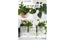 360度楽しめる！吊るせる観葉植物「ハングボール」ペペロミア(Mサイズ)