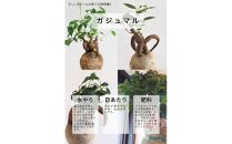 360度楽しめる！吊るせる観葉植物「ハングボール」ガジュマル(Mサイズ)