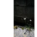 湯布院　ＭＩＫＡＴＡ　KO-HA(香葉)&nbsp;セット　香炉+No.00Genten(緑茶)