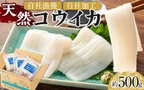 天然コウイカ 約500g イカ いか 