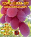 ぶどう 2025年 先行予約 紫苑 秀品 粒だけ 約1kg 岡山 国産 果物 フルーツ  2025年10月上旬から発送