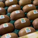 福岡産「甘うぃ」約1.5kg(12-15玉)【筑前町】