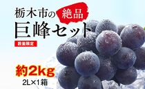 【2025年夏発送分先行受付 / 数量限定】栃木市の絶品「巨峰」セット　2L（約2kg）×1箱（2025年8月下旬～9月上旬発送予定）【フルーツ 果物 くだもの 食品 人気 おすすめ 送料無料】