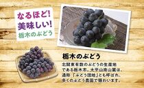 【2025年夏発送分先行受付 / 数量限定】栃木市の絶品「巨峰」セット　2L（約2kg）×1箱（2025年8月下旬～9月上旬発送予定）【フルーツ 果物 くだもの 食品 人気 おすすめ 送料無料】