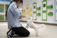 【WANCOTT】ドッグホテル利用券　10,000円分