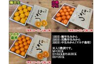 定期便 先行受付 2025年 10月発送スタート 全3回 有田みかん 食べくらべ 3種 化粧小箱 各約 2kg 南泰園