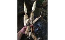 冬こそ皮ごと丸かじり！栽培期間中農薬・化学肥料不使用棚田レンコン!　約2kg