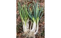 ●白ネギ●突き抜ける香りと風味！固定種・&nbsp;栽培期間中農薬・化学肥料不使用！！約2000g