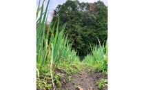 ●白ネギ●突き抜ける香りと風味！固定種・&nbsp;栽培期間中農薬・化学肥料不使用！！約2000g