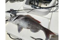 Wakasa Monster WM-TR B72MH-SOLID / 2PS OFFSHORE MODEL（ワカサモンスター）