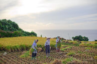 佐渡島産コシヒカリ&nbsp;北片辺棚田米&nbsp;白米4Kg（2Kg×2袋）【令和7年産】　