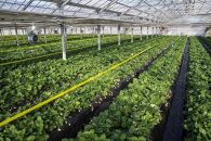 【朝採り・農園直送（1月~2月収穫・発送）】栃木県産とちあいか（レギュラー270ｇ×4パック）×2箱